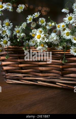 Bouquet de petites danses dans un panier en osier. Fleurs de camomille dans le panier sur la table. Intérieur confortable avec des fleurs blanches. Cadeau floral. Mode de vie rural. Banque D'Images