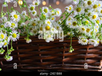 Bouquet de petites danses dans un panier en osier. Fleurs de camomille dans le panier sur la table. Intérieur confortable avec des fleurs blanches. Cadeau floral. Mode de vie rural. Banque D'Images