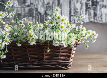 Bouquet de petites danses dans un panier en osier. Fleurs de camomille dans le panier sur la table. Intérieur confortable avec des fleurs blanches. Cadeau floral. Mode de vie rural. Banque D'Images