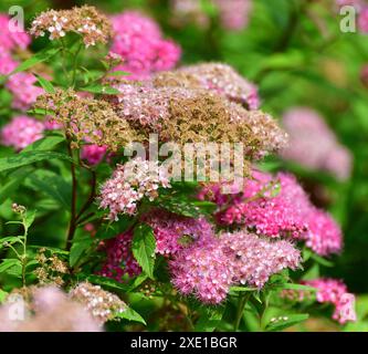 Spirea Japonica fleurit abondamment au printemps Banque D'Images