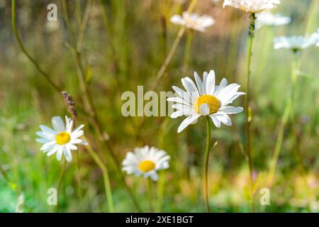 Marguerites avec effets de lumière au soleil Banque D'Images