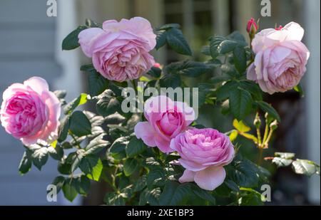 Gros plan de fleurs de roses roses roses en fleurs dans le jardin d'été. English L'Ancient Mariner rose avec des volants en fleur. Grappes fraîches Banque D'Images