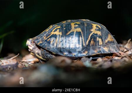 Tortue bordée orientale (Terrapene carolina carolina) - Brevard, Caroline du Nord, États-Unis Banque D'Images