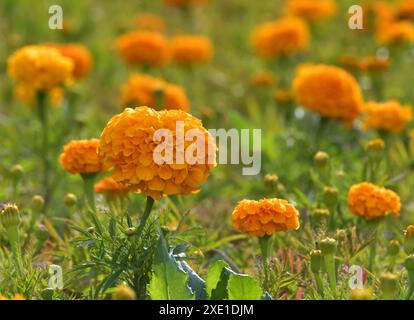 Parterre de fleurs avec un grand souci orange Banque D'Images