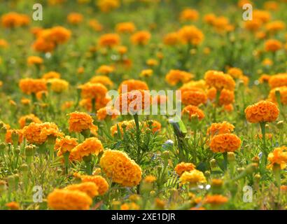 Parterre de fleurs avec un grand souci orange Banque D'Images