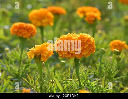 Parterre de fleurs avec un grand souci orange Banque D'Images