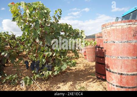 Baignoires en bois aux raisins. Vintage traditionnel. Viña Tondonia. Bodegas R. López de Heredia. Haro. La Rioja. L'Espagne. Banque D'Images