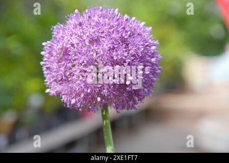 Plante ornementale sphérique - oignon ornemental à floraison violette forte Banque D'Images