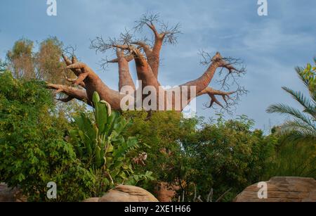 Vieux baobab entouré de végétation et de rochers Banque D'Images