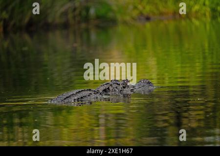 Alligator nageant dans la réserve naturelle nationale d'Okefenokee en Géorgie Banque D'Images