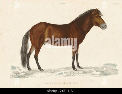 Plaque montrant un cheval islandais (Equus caballus islandicus). Livre 'voyage en Islande et au Groënland' de Louis-Eugène Robert. Illustré par Antoine Maurin et publié en 1835-1836. Crédit : Photo12 Banque D'Images