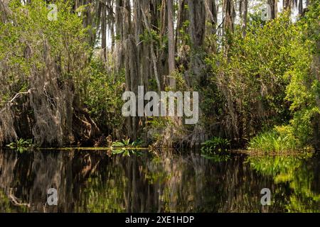 Paysage marécageux dans la réserve naturelle nationale d'Okefenokee en Géorgie Banque D'Images