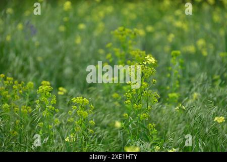 Euphorbia esula - plante sauvage de prairie avec des fleurs jaune pâle Banque D'Images