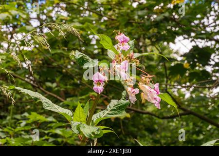 Baume envahissant de l'Himalaya ou plante Impatiens glandulifera en été dans la prairie des berges Banque D'Images