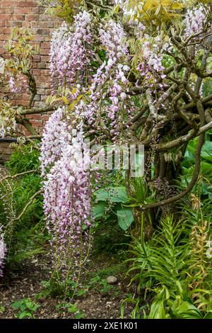 La Wisteria est une grande plante grimpante qui peut vivre longtemps. Il produit une profusion de fleurs roses qui pendent dans une grande masse au printemps Banque D'Images