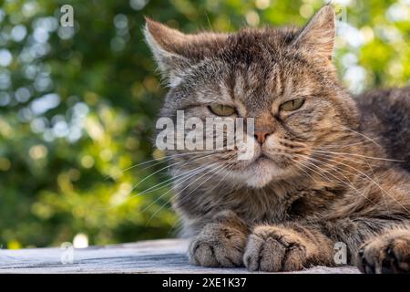 Un beau chat gris en gros plan se trouve et repose sur une table dans la nature Banque D'Images