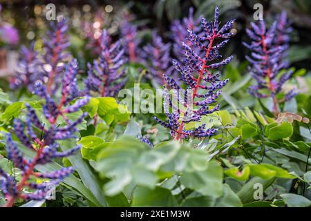 Les broméliades de tango bleu Aechmea vibrantes exposées dans la maison d'exposition des orchidées du Fuqua Orchid Center au jardin botanique d'Atlanta à Atlanta, Géorgie. Banque D'Images