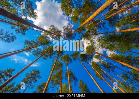 Archange sapin groow Banque D'Images