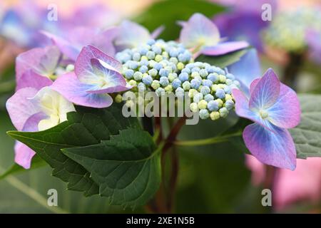 Gros plan sur les fleurs violettes d'hortensia hortensia Banque D'Images