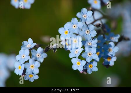 Bleu oublie-moi pas de fleurs au-dessus du vert Banque D'Images