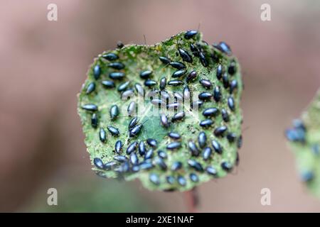 Le nasturtium du jardin (Tropaeolum majus) infesté par le coléoptère des puces du chou (Phyllotreta cruciferae) ou le coléoptère des puces des crucifères. Banque D'Images