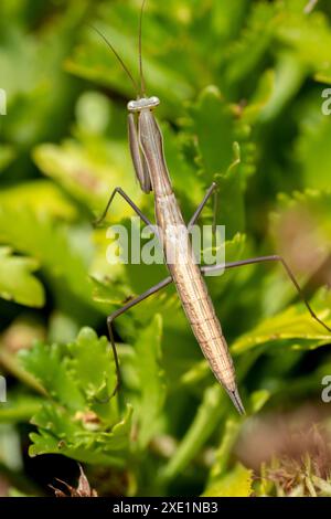 Jeune mantis européenne (Mantis religiosa) dans le jardin en été. Banque D'Images