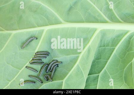 Gros plan d'un groupe de chenilles sur une feuille verte luxuriante, avec des motifs veineux complexes et des textures détaillées, éclairées par la lumière naturelle, montre le délicat Banque D'Images