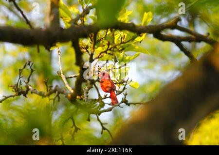 Oiseau cardinal mâle dans un arbre Magnolia Banque D'Images