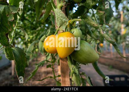 Grosses tomates rouges, mûres et vertes sur un buisson dans une serre. Banque D'Images