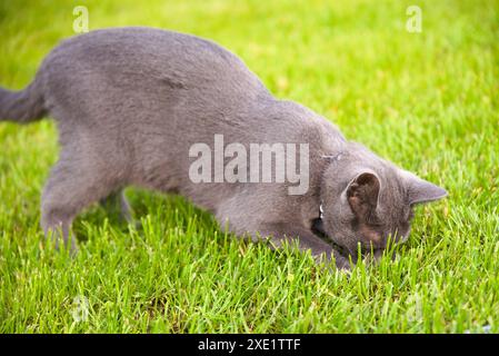 Chat ludique dans les souris de chasse de prairie Banque D'Images