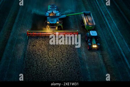 Vue de la moissonneuse-batteuse récoltant le blé et chargeant les grains de maïs dans la remorque du tracteur en l Banque D'Images