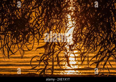 Beau coucher de soleil à travers les feuilles d'un olivier sur le fond des vagues de la mer. Banque D'Images