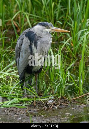 Héron gris UK (Ardea cinerea) debout dans des roseaux dans le Yorkshire. Banque D'Images