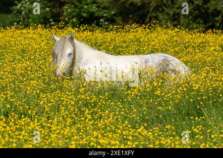 Cheval blanc (poney) endormi dans un champ de papillons jaunes (Ranunculus acris) Banque D'Images