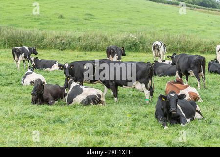 Vaches laitières dans le champ Banque D'Images