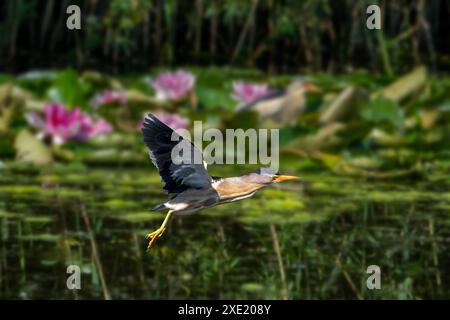 Petite amère commune (Ixobrychus minutus / Ardea minuta) mâle adulte volant devant les nénuphars / Waterliles dans les marais au printemps Banque D'Images