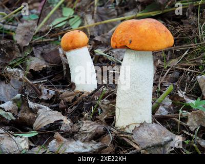 Tige de croûte à coiffe rouge (Leccinum leucopodium) Banque D'Images