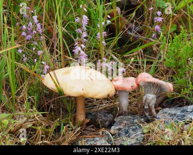 Bolete bovin et cloche rose Banque D'Images