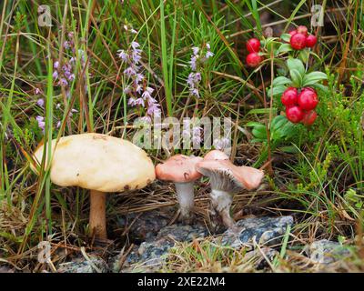 Bolete bovin et cloche rose Banque D'Images