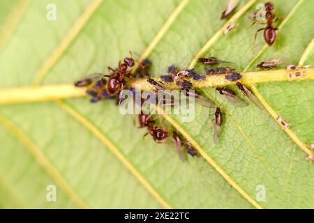 Élevage de fourmis pour l'élevage et la traite des pucerons Banque D'Images