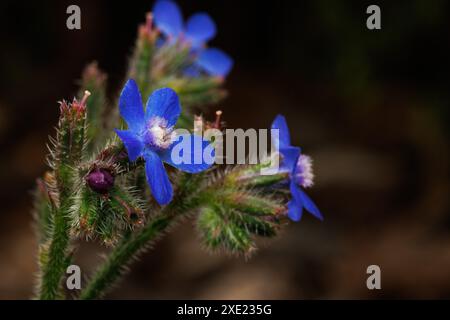 Fleurs de la plante de langue de boeuf, Anchusa azurea Miller, traditionnellement utilisées en herboristerie comme médecine alternative, Alcoy, Espagne Banque D'Images