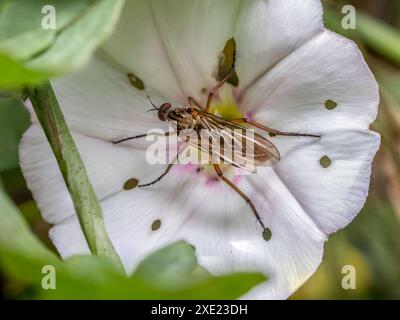 Gros plan de Empis livida mouche à l'intérieur de la coupe de fleur blanche Banque D'Images