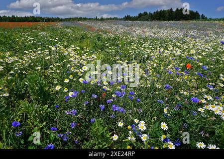 Prairie fleurie à la camomille ; bleuet et pavot sur le Jura souabe ; Baden Wuerttemberg, Allemagne; Banque D'Images