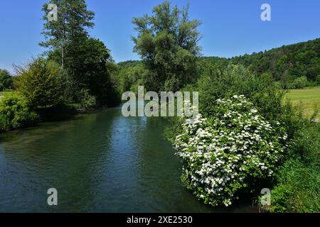 La rivière bleue à Blaustein-Herrlingen ; Souabe Alb, Allemagne; Banque D'Images