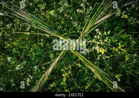 Saint Brigids Cross irlandais symbole païen de la maison bénissant la protection contre le mal et le feu. Traditionnellement fabriqué en Irlande le premier jour d'Imbolc à Spring St. Banque D'Images