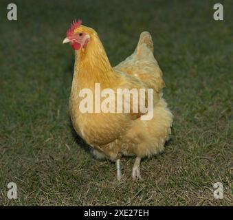 Femelle buff poulet Orpington qui est entièrement cultivé et en libre-service sur un champ herbeux sur une ferme biologique sans cruauté près de la ville de Raeford en Caroline du Nord. Banque D'Images