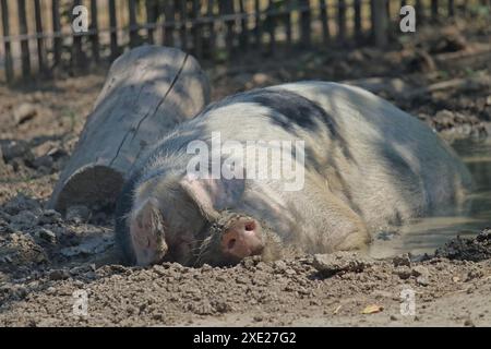 Cochon domestique allemand dormant dans l'ombre Banque D'Images