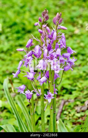 Bluebell ou Hyacinthe sauvage (Hyacinthoides non-scripta, endymion non-scriptus), gros plan sur un petit groupe de plantes à fleurs roses. Banque D'Images