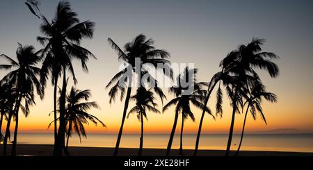 Contre le coucher de soleil éclatant, les palmiers projettent des silhouettes élégantes sur la plage. Banque D'Images