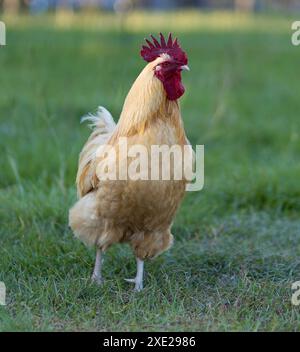 Brillant buff Orpington poulet coq libre allant sur un pâturage herbeux, mais en restant attentif à tout ce qui l'entoure. Banque D'Images